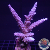 Acropora gomezi „Blue Gomez“ WYSIWYG „AD Special“