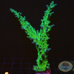 Acropora austera „Petrol“ WYSIWYG „AD Special“