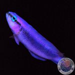Pseudochromis fridmani x sankeyi  „Indigo Riffbarsch“ Nachzucht