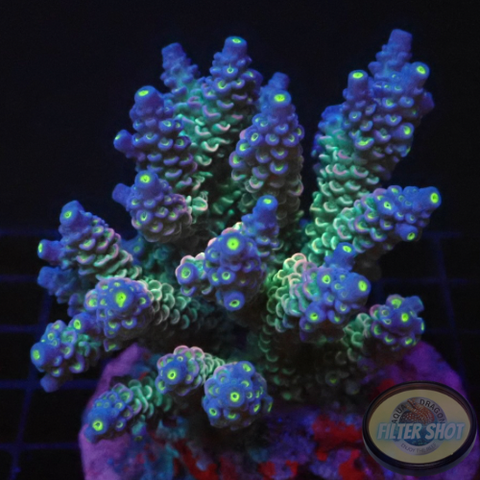 Acropora tenuis „Walt Disney“ WYSIWYG