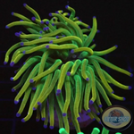 Euphyllia glabrescens „USA Holy Grail“