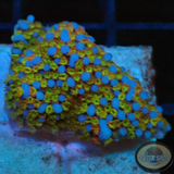 Montipora spp. 🌈 „Rainbow“ AD Special“