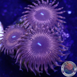 Krustenanemonen „Night Crawler“