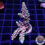 Acropora spp. 🐉 „Dragon Breath“ WYSIWYG