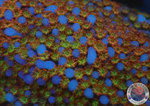 Montipora spp. 🌈 „Rainbow“ AD Special“