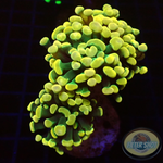 Euphyllia baliensis „Gold Jelly“