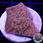 Montipora spp. „Tropicana“