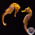 Hippocampus erectus „Seepferdchen“ Yellow Nachzucht Paar