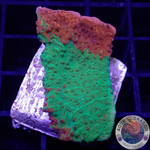 Montipora spp. „Grafted“ WYSIWYG „AD Special“