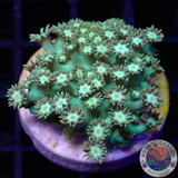 Goniopora spp. „Nuclear Flower“