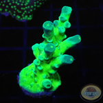 Acropora spp. „Fusion“ WYSIWYG „AD Special“