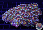 Micromussa spp. 🌈 “Rainbow” WYSIWYG