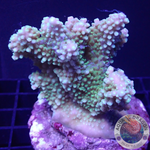 Acropora divaricata „Leila“ WYSIWYG