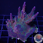 Acropora nana „Star Wars“ WYSIWYG „AD Special“