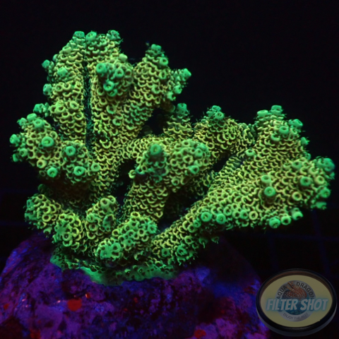 Acropora millepora „Energy Buzz“ WYSIWYG „AD Special“