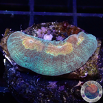 Echinophyllia spp. „Gold Boy“ AD Special