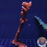 Montipora digitata „Bloodline“ WYSIWYG „AD Special“