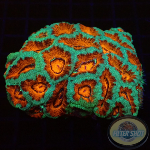 Micromussa spp. “Fire & Ice” WYSIWYG “AD Special”