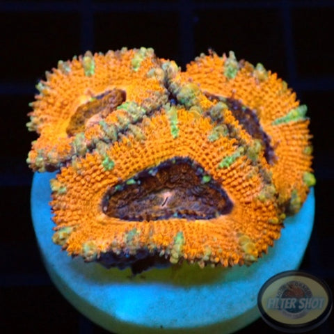 Micromussa spp. „O Candy Tiger“ AD Special