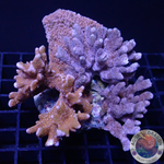 Montipora spp. „Trio Bull“ WYSIWYG „AD Special“