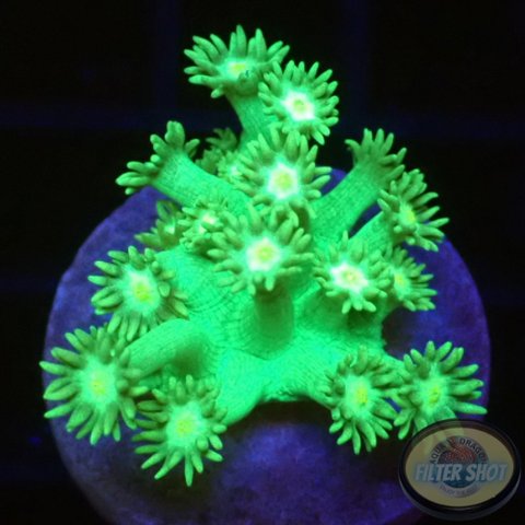 Goniopora spp. „Nuclear Flower“