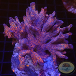 Montipora digitata „Superman“ WYSIWYG „AD Special“