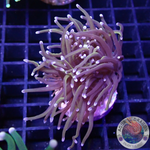 Euphyllia glabrescens „Double Raw“ AD Special