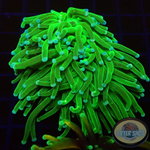 Euphyllia glabrescens „Grinch“ WYSIWYG