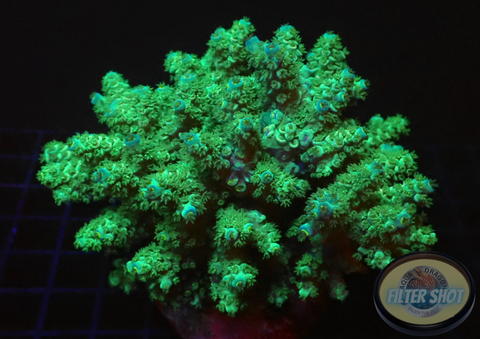 Acropora tenuis „Bushy“ WYSIWYG „AD Special“