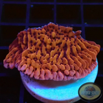 Montipora spp. „Flaming Phoenix“ 🐦‍🔥 AD Special“