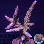 Acropora gomezi „Mixed Gomez“ WYSIWYG „AD Special“