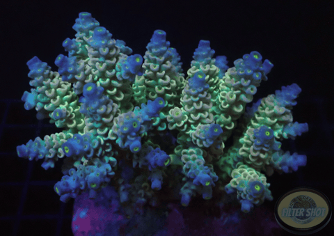 Acropora tenuis „Homewrecker“ WYSIWYG