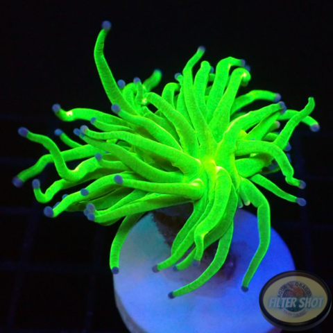 Euphyllia glabrescens „Unholy“ AD Special“