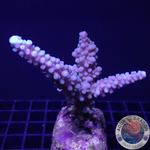 Acropora spp. „Blue Gomez“ WYSIWYG „AD Special“