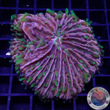 Fungia spp. „Double Rainbow“ 🌈 WYSIWYG „AD Special“