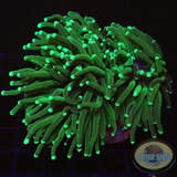 Euphyllia glabrescens „Grinch“ WYSIWYG