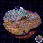 Echinophyllia spp. „Jelly Cap“ WYSIWYG „AD Special“