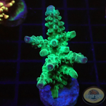 Acropora spp. „Purp Tip“ WYSIWYG