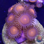 Krustenanemonen „Hawaiian Sunset“ WYSIWYG