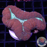 Lobophyllia spp. „Forest Fire“ WYSIWYG