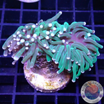 Euphyllia glabrescens „Blueberry“ WYSIWYG „AD Special“