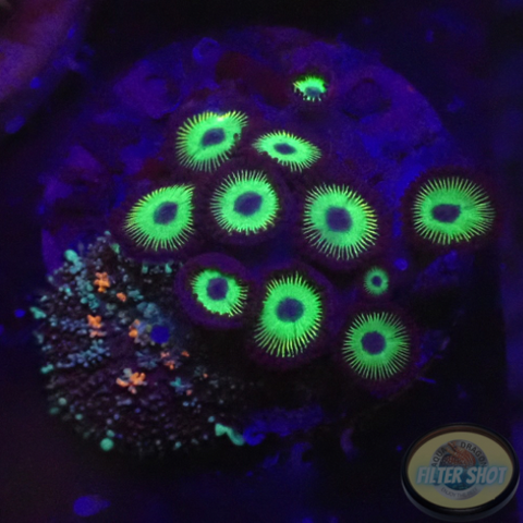 Krustenanemonen „Mean Green“ & Rhodactis spp. „Fire Bounce“ WYSIWYG „AD Special“