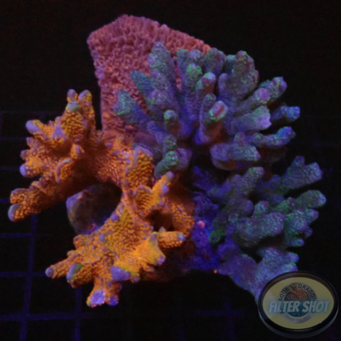 Montipora spp. „Trio Bull“ WYSIWYG „AD Special“