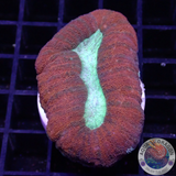 Lobophyllia spp. „Forest Fire“ WYSIWYG