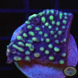 Montipora spp. „Maestro“ AD Special