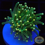 Euphyllia glabrescens „Ye-Yo“