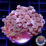 Euphyllia baliensis „Purple Gold“ AD Special