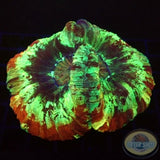 Trachyphyllia geoffroyi „Marble“ WYSIWYG