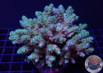 Acropora tenuis „Bushy“ WYSIWYG „AD Special“