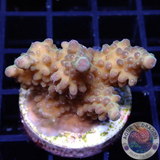 Acropora spp. WYSIWYG